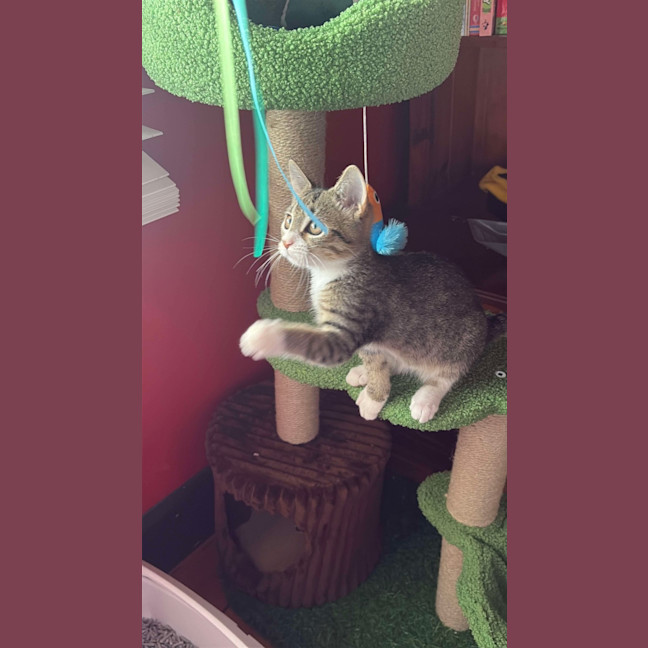 Photo of Hunter 