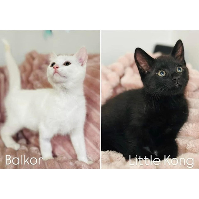 Photo of 11208   Balkor 