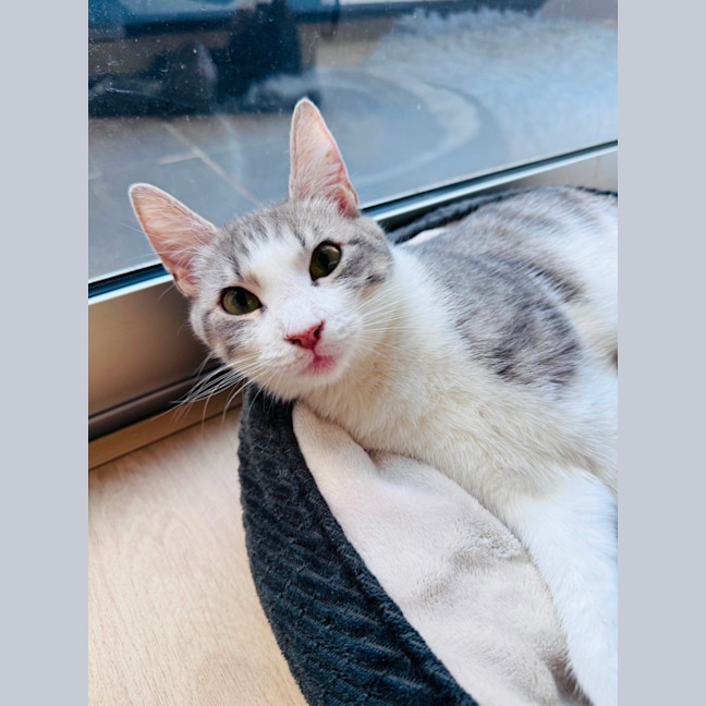 Photo of Pixie 🧚🏻 The Princess 👑 