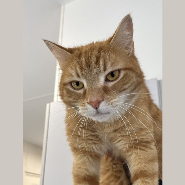 Photo of Barney