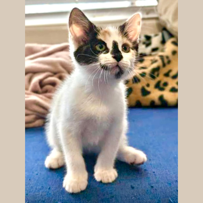 Photo of Phantom