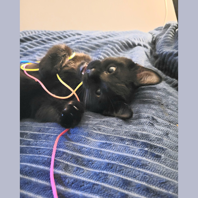 Photo of Twinkle Moo