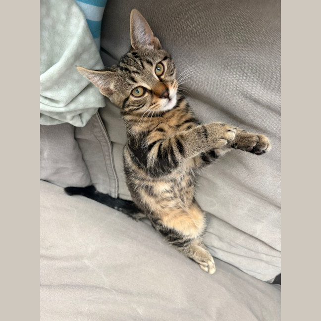 Photo of Bean