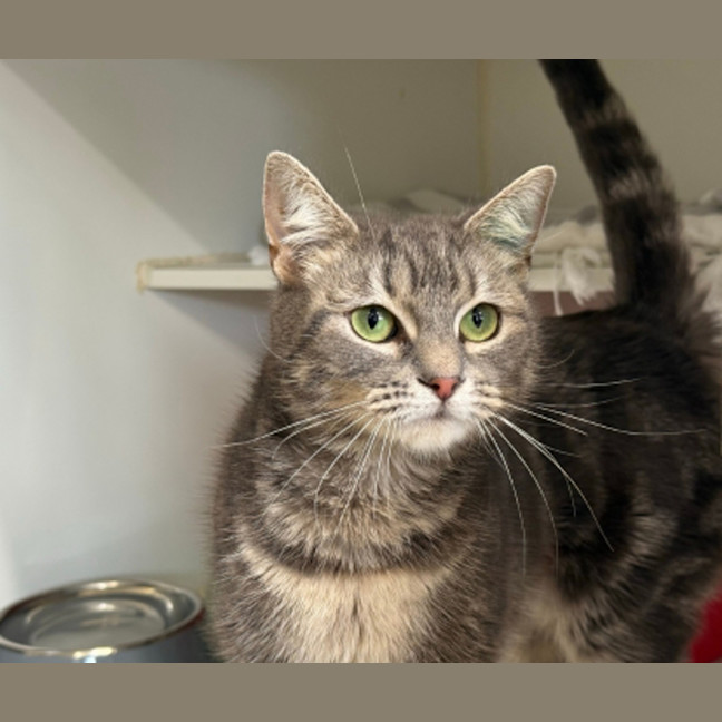 Photo of Bitsy