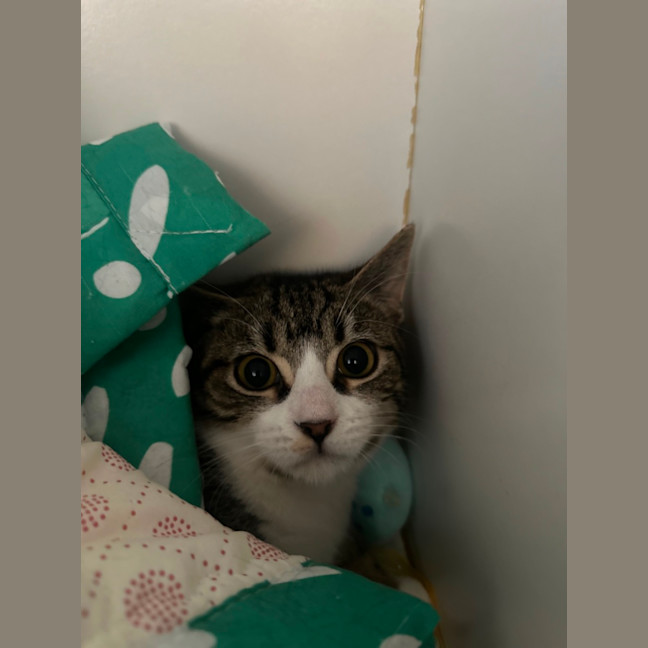 Photo of Cotton