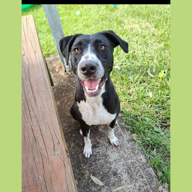 Photo of Oreo