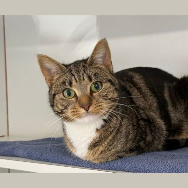 Photo of Tilly