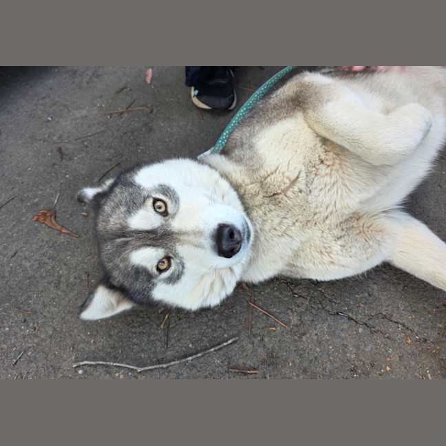 Photo of Nova