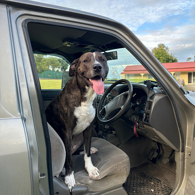 Photo of Chief
