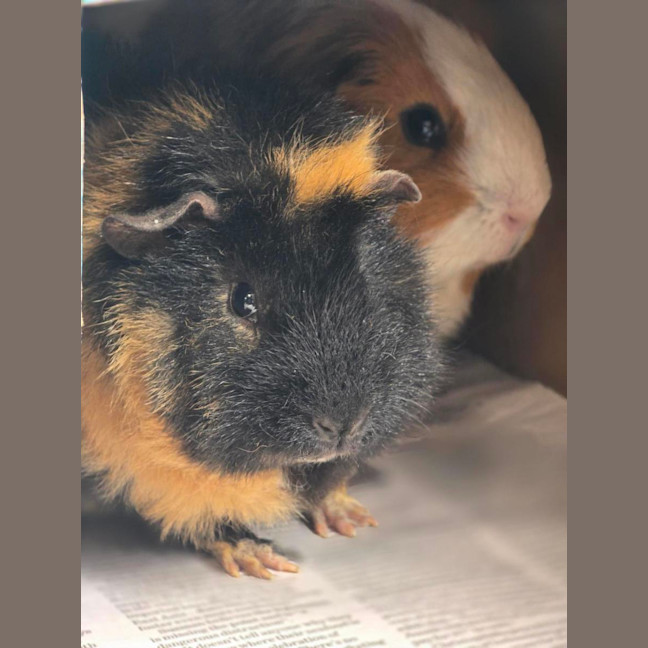 Photo of 🐽 Milo 7580 🐽