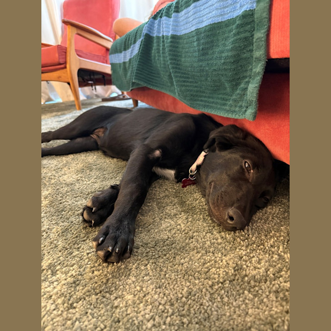 Photo of Bella