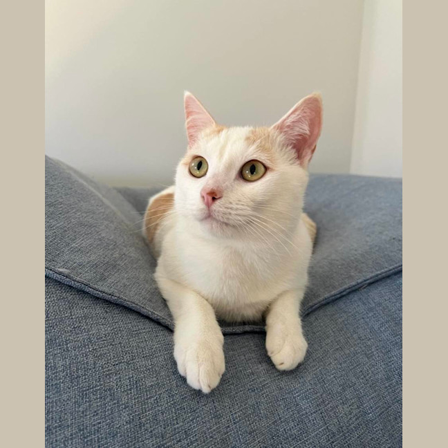 Photo of Snowy