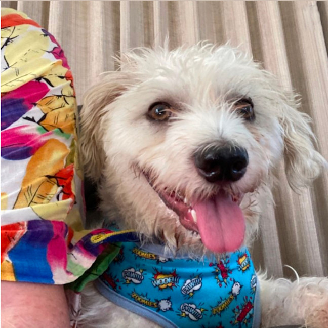 Photo of Milo 🐶 1 Yo Jack Russell X Poodle (Trial 16/2/25)