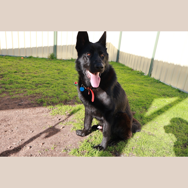 Photo of Odin