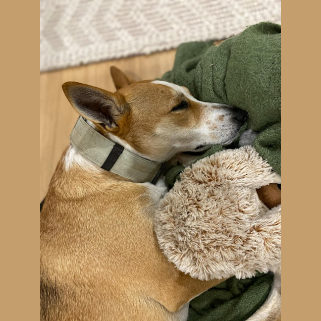 Photo of Lucy   4 Year Old Basenji X