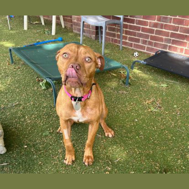 Photo of Ruby