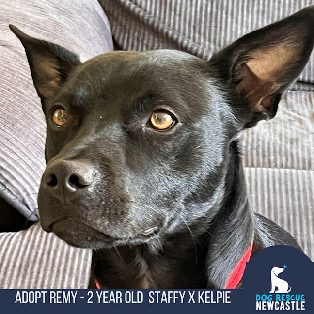 Photo of Remy   2 Year Old Staffy X Kelpie