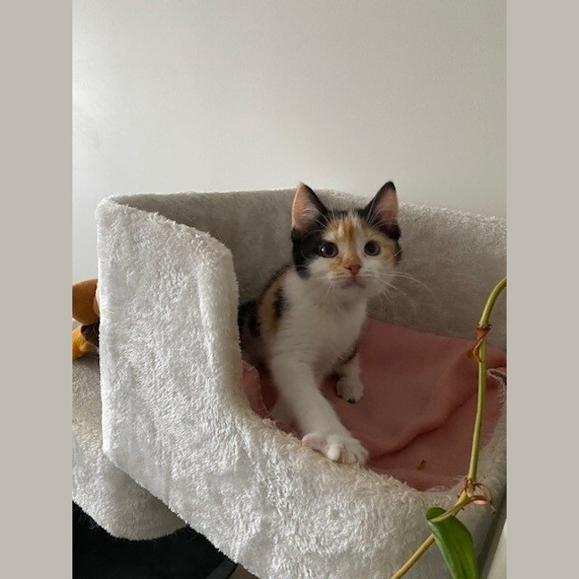 Photo of Sundae