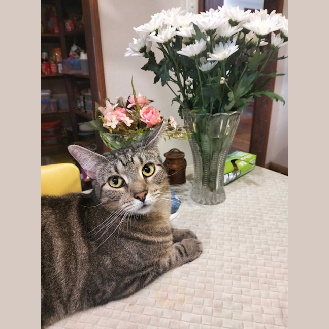 Photo of Cookie