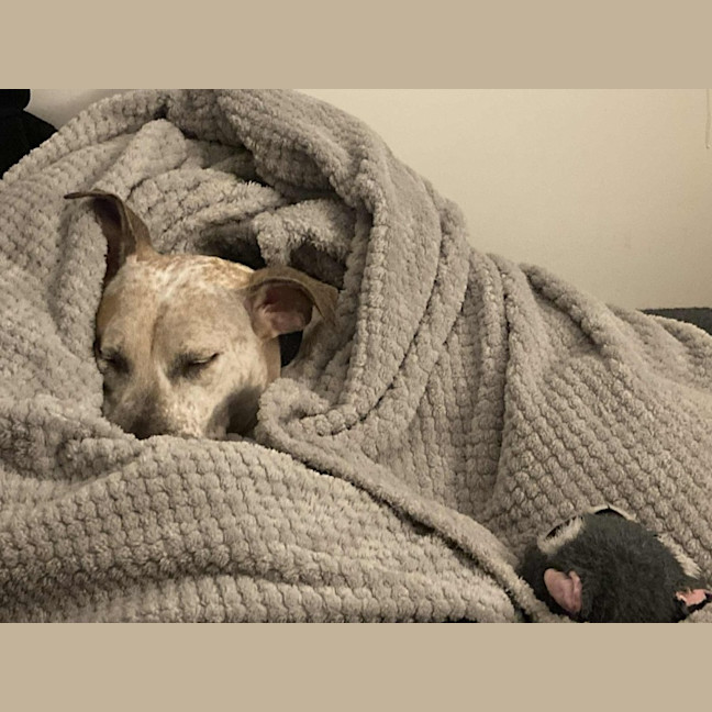 Photo of Sadie   2 Year Old Cattle Dog X