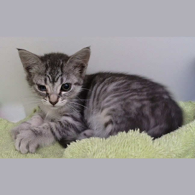 Photo of Fruit Punch