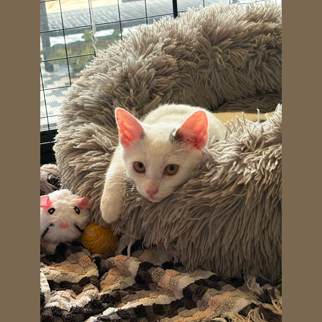 Photo of Ghost