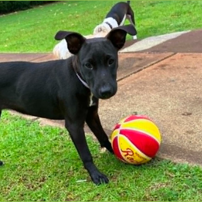 Photo of Coco
