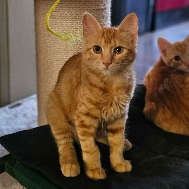 Photo of 13417   Fanta