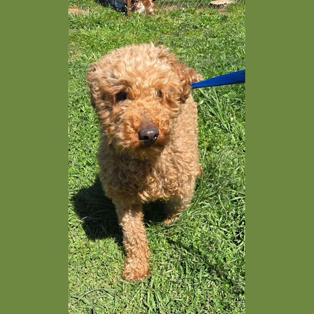 Photo of Angus