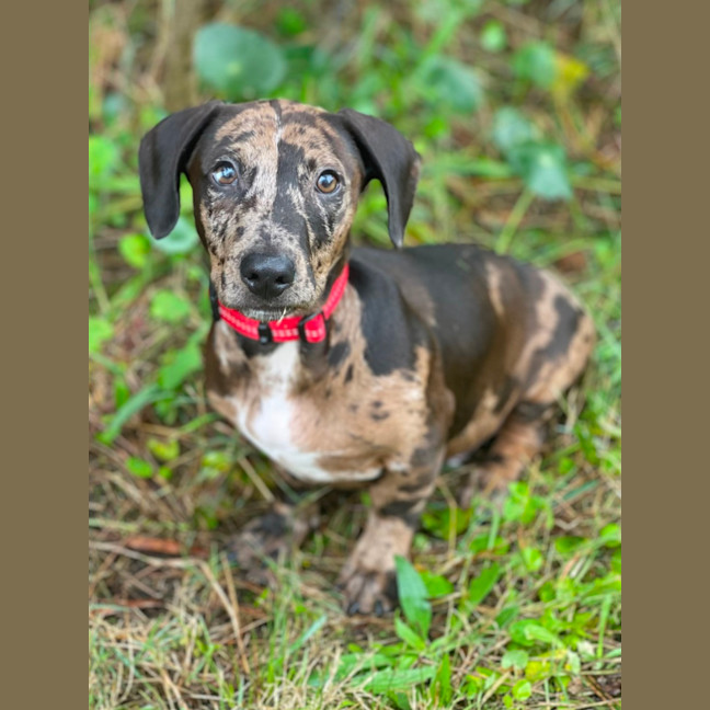 Photo of Otto