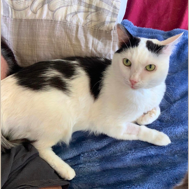 Photo of Galaxy Annihilator