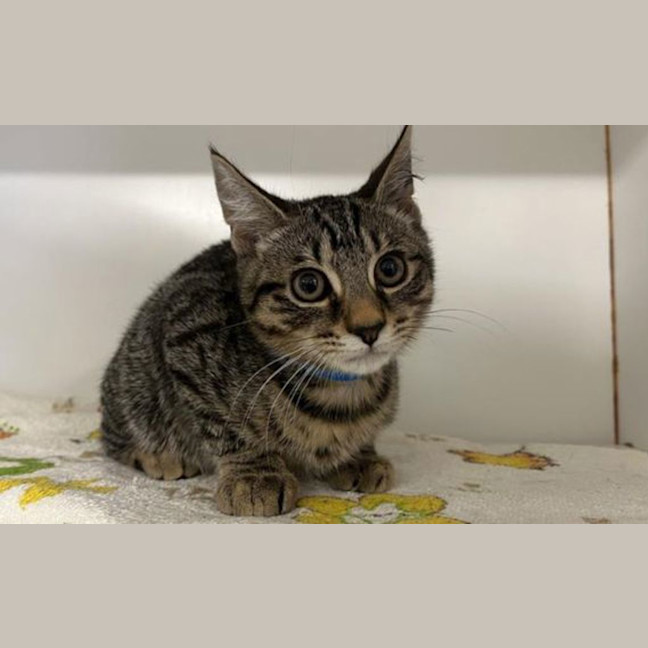 Photo of Tigger