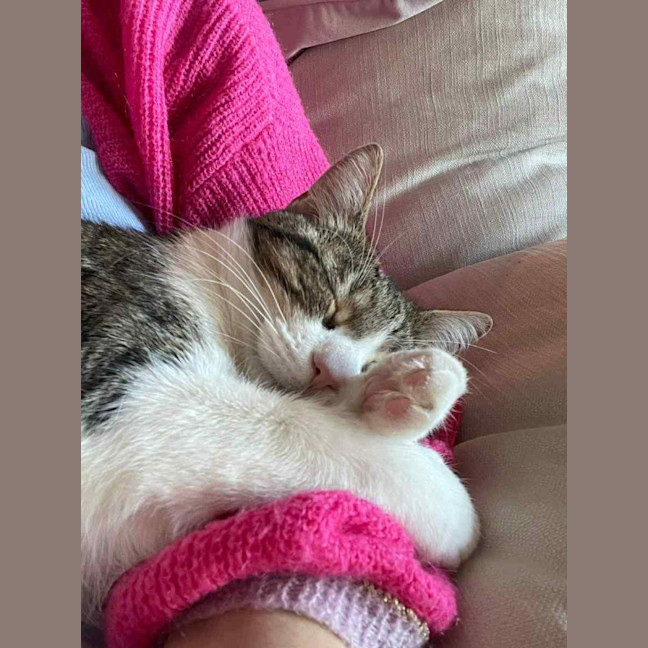 Photo of Zoe *9 Lives Project Rescue*