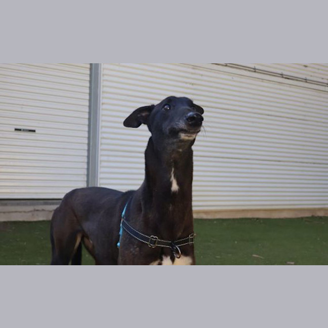 Photo of Dudley