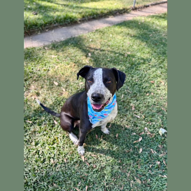 Photo of Freckles *$350 Adoption Fee* 