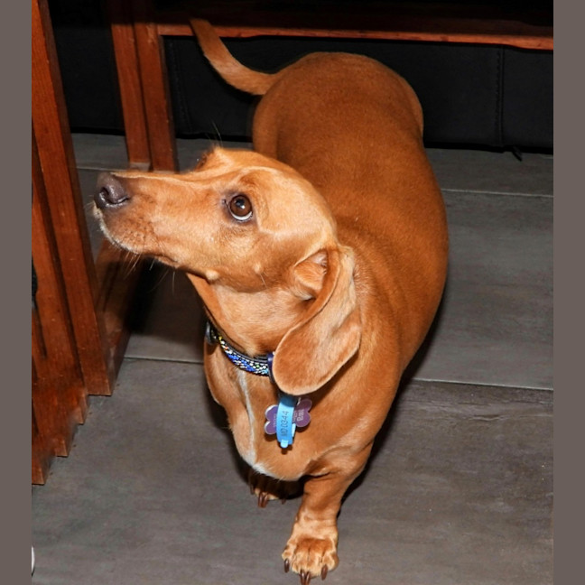 Photo of Rusty (Was Dusty)