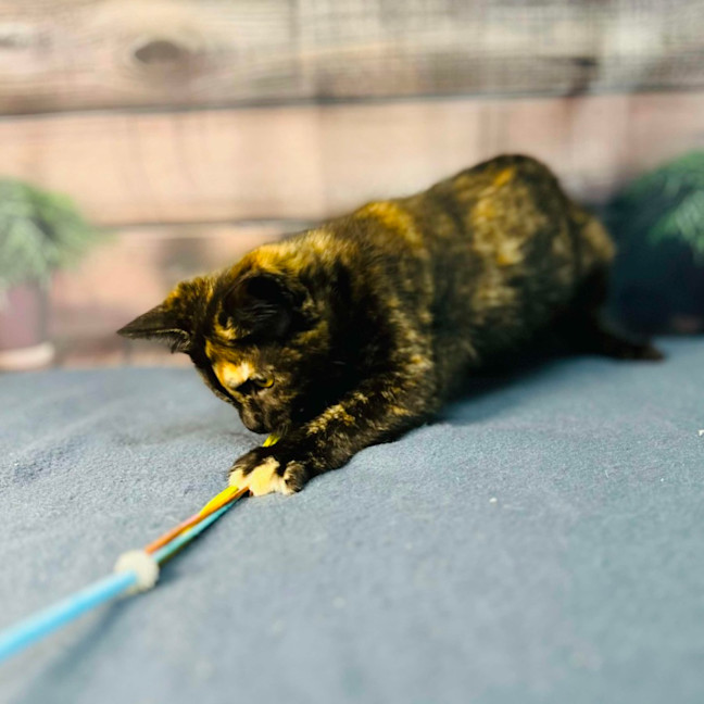 Photo of Nova   Located In Preston 