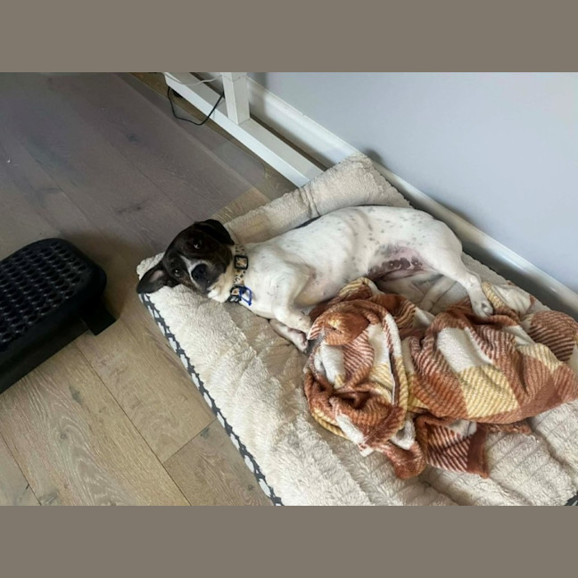 Photo of Daisy   10 Month Old Dachshund X Boston Terrier