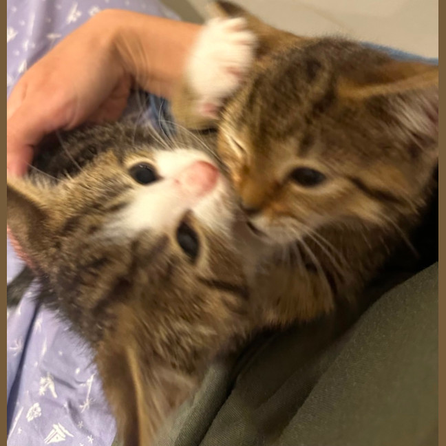 Photo of Hazel And Walnut