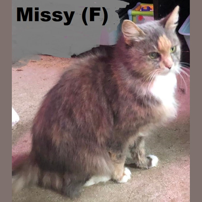 Photo of Missy