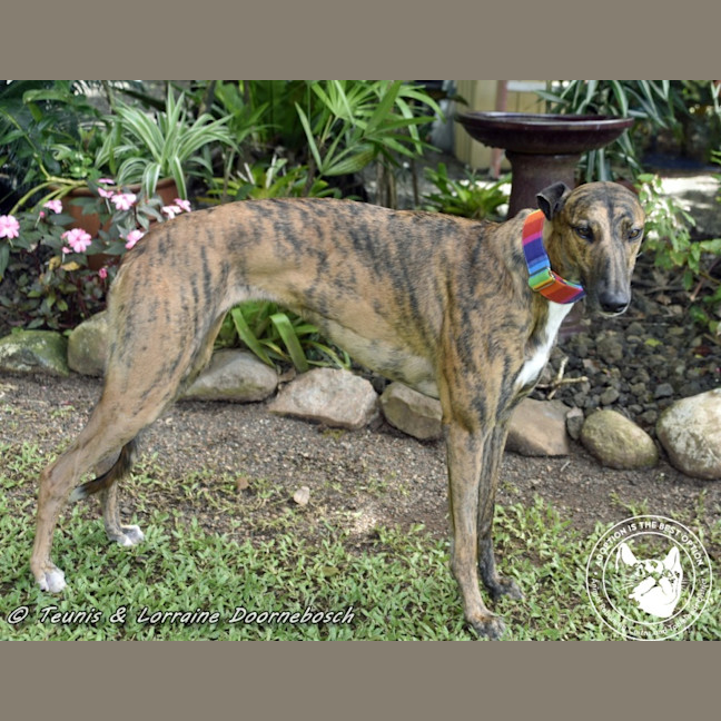 Photo of Milly (Gracious Miss)