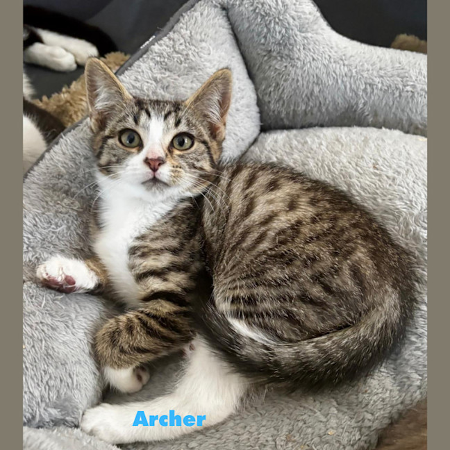 Photo of Archer