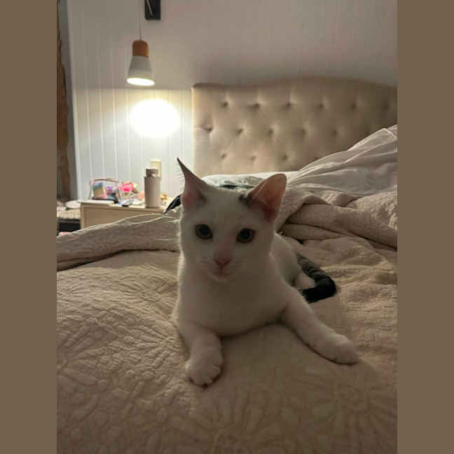 Photo of Ghost
