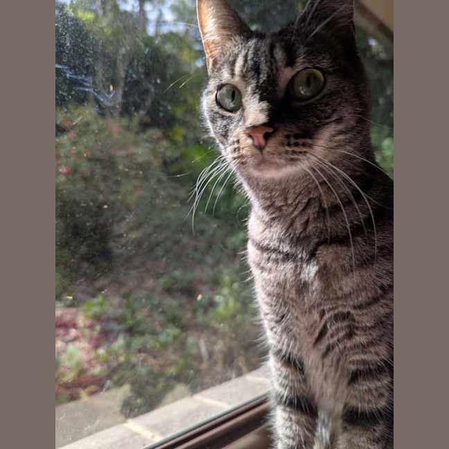 Photo of Tabby Beauty Mabel