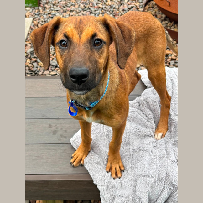 Photo of Mistle   5 Month Old Mixed Breed