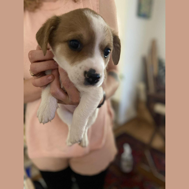 Photo of Fizzle