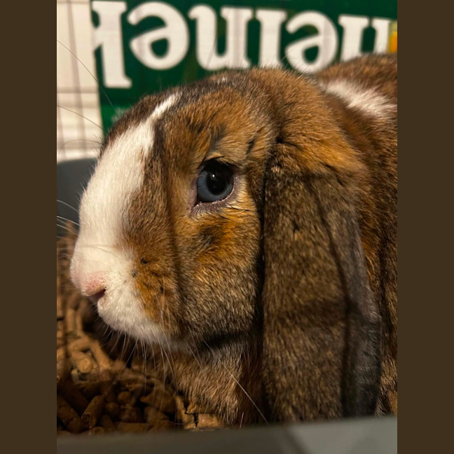 Photo of Paddington
