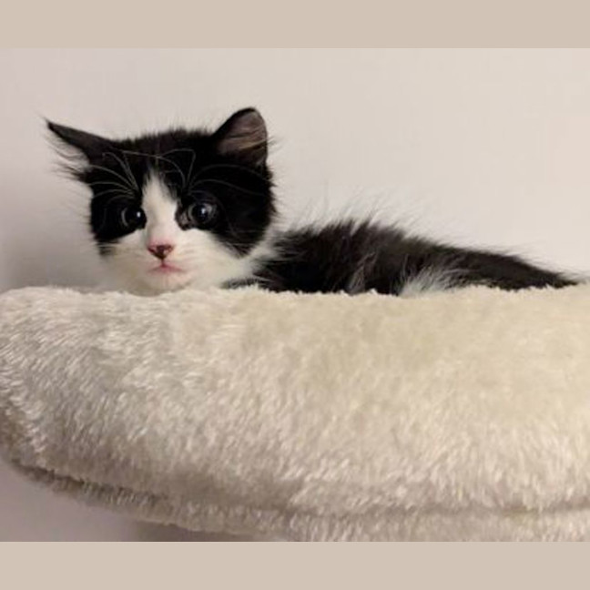 Photo of Sweetheart
