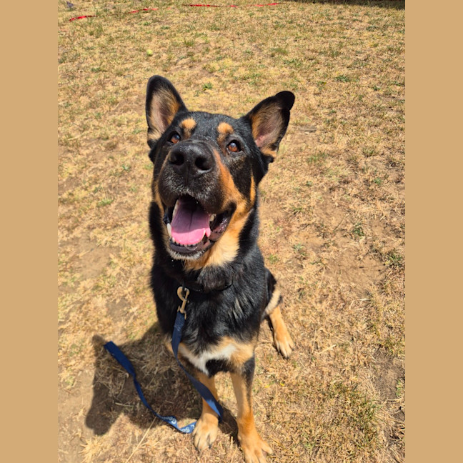 Photo of Milo (67955)