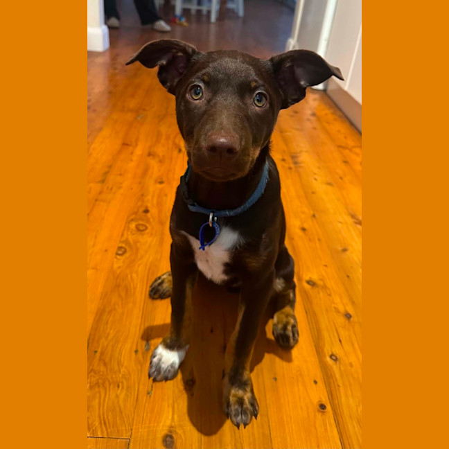 Photo of Scooby   13 Week Old Kelpie